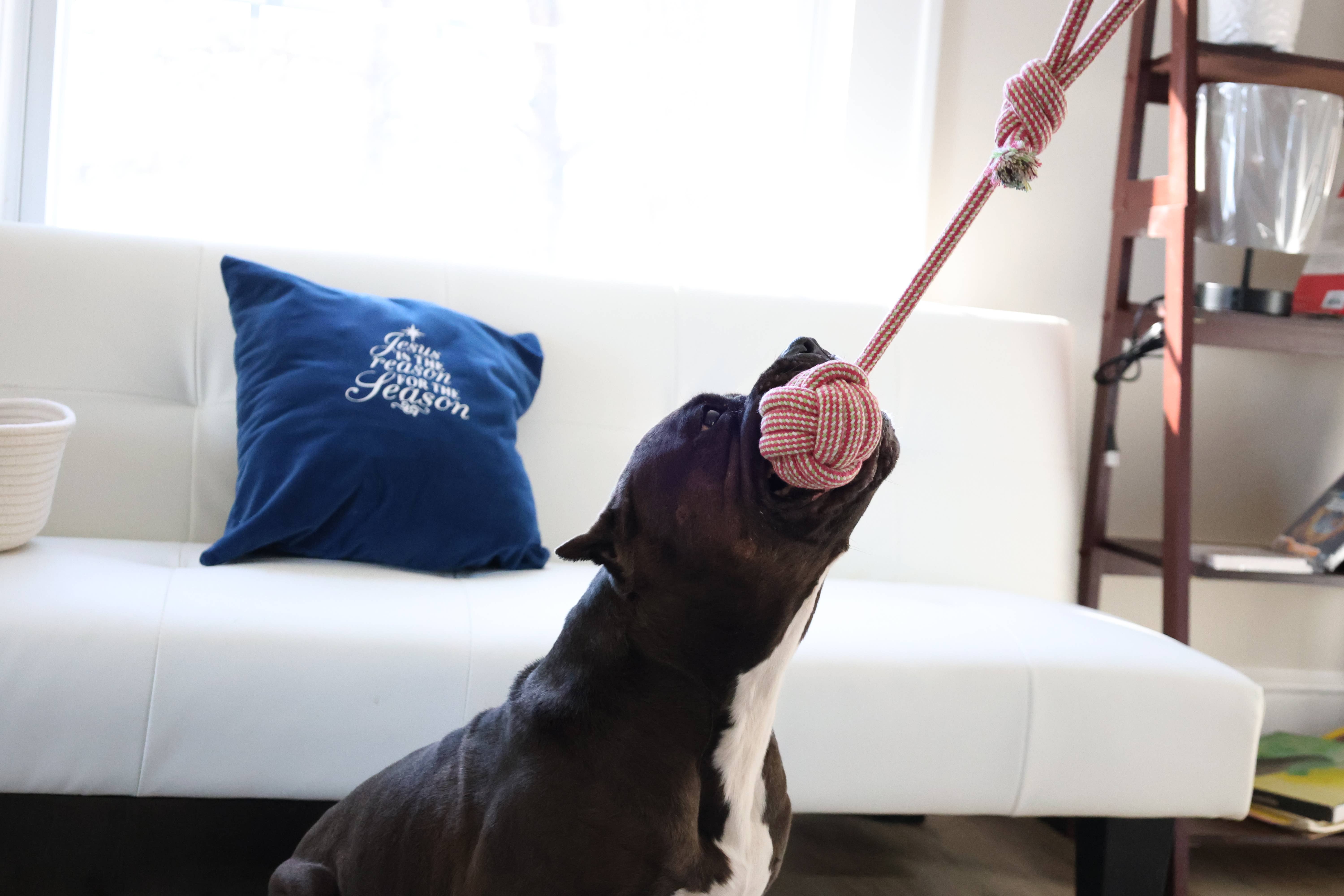 Monli Handcrafted Pet Toys – wholesale Repleksak - Hund – Miljövänlig repleksak för mellersta och stora hundar5