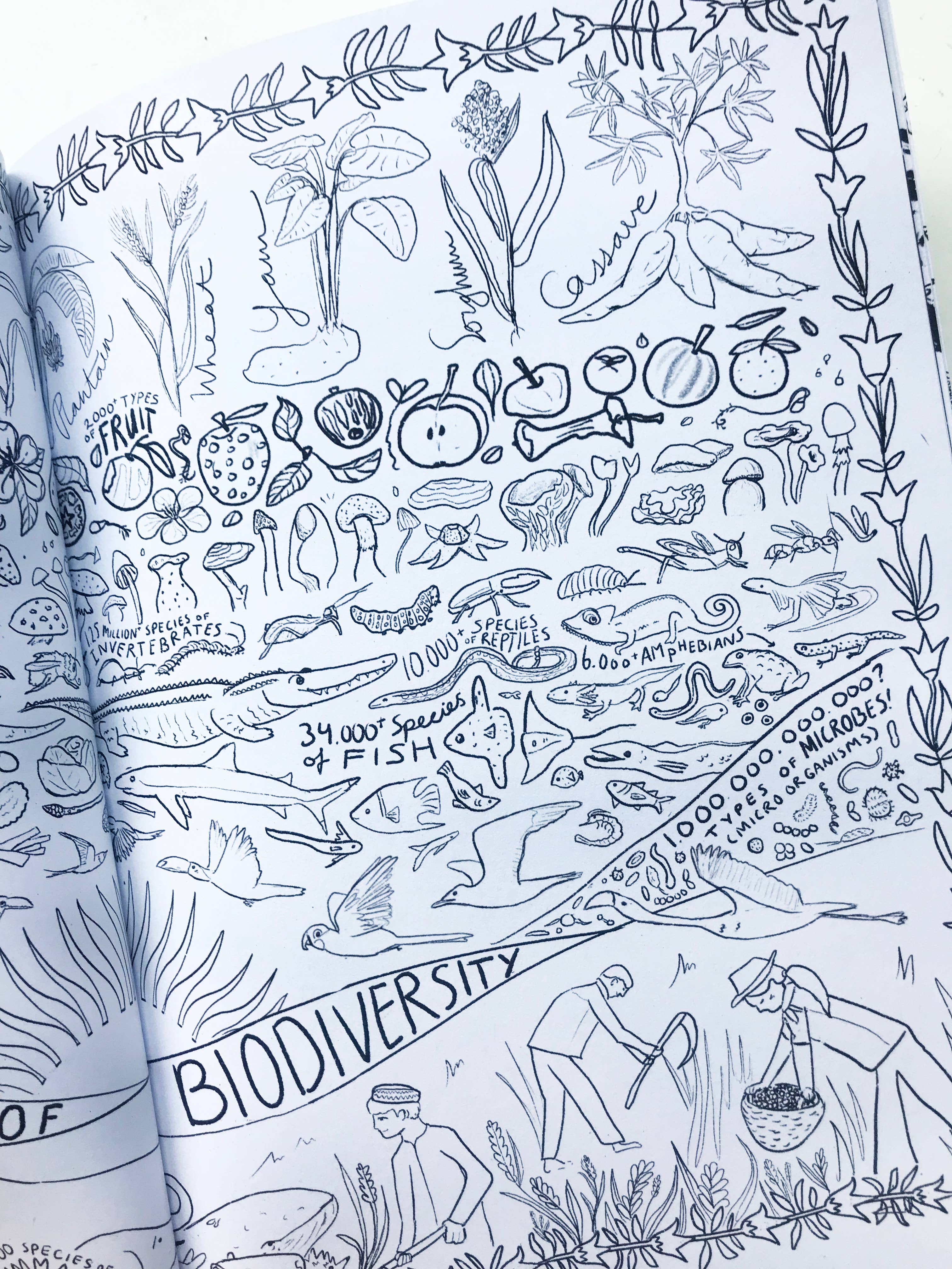 Katinka Feijs - Wholesale Coloring & Activity Book - Adult - Organic Agriculture Coloring Book3