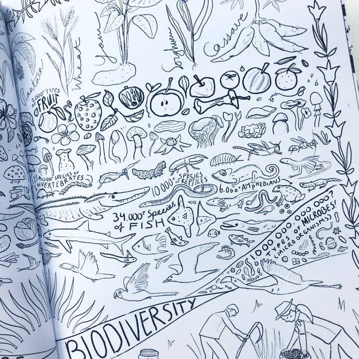 Katinka Feijs - Wholesale Coloring & Activity Book - Adult - Organic Agriculture Coloring Book3