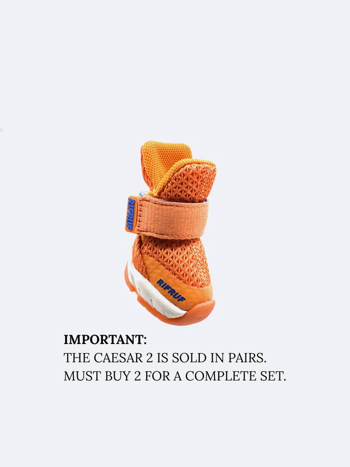 Caesar 2 für den Großhandel von RIFRUF