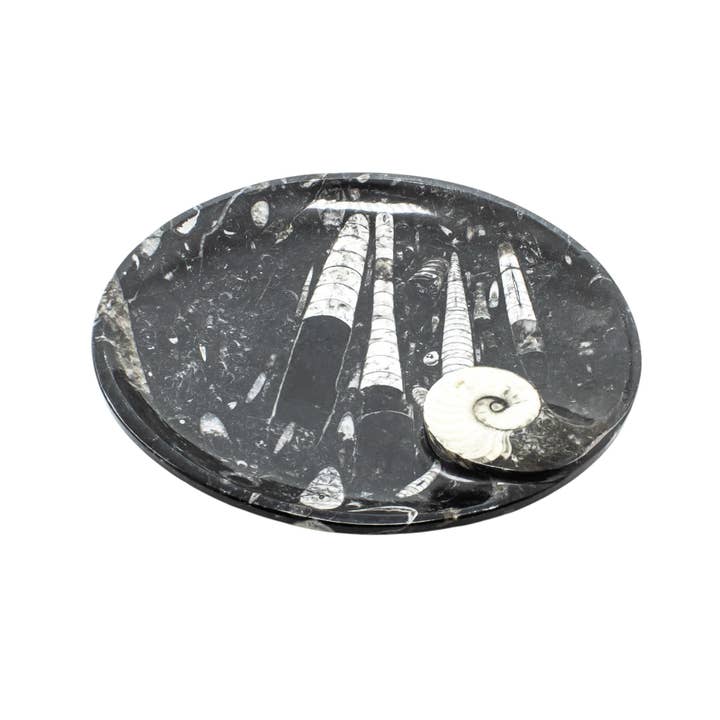 Quasar Gems USA - Wholesale Sculpture - Ammonite Fossil Plate Round 20cm 2