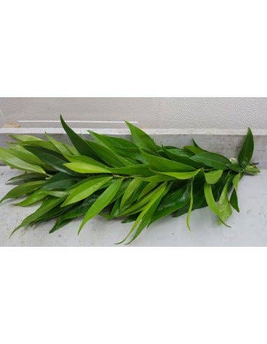 Florasource - Wholesale Fresh Cut Flowers - Cocculus Garland0