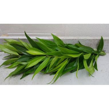 Florasource - Wholesale Fresh Cut Flowers - Cocculus Garland