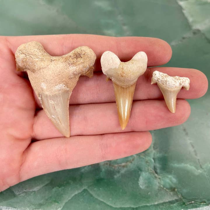 Fossilized Shark Tooth - By Size for wholesale by Rock Paradise