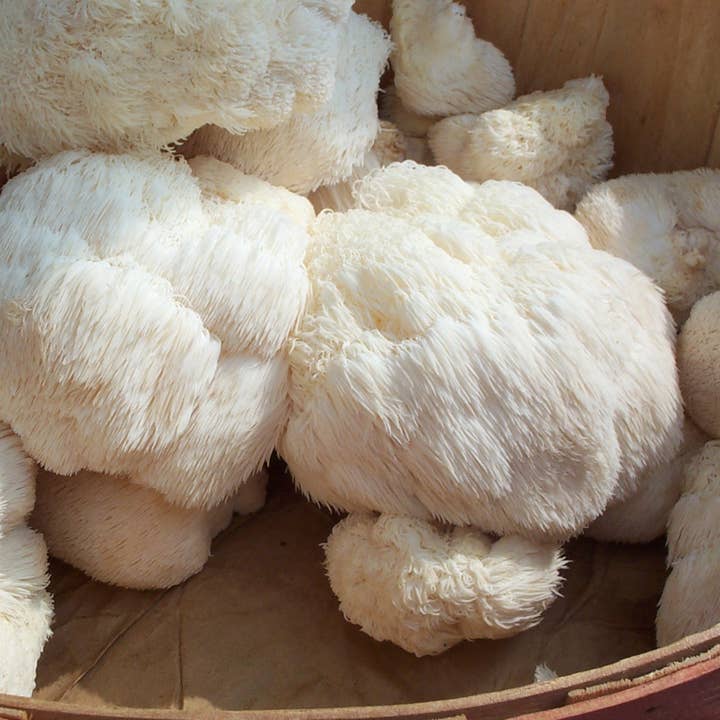 The Mushroom Conservatory LLC - Wholesale Plant Seeds - Lions Mane Gourmet Mushroom Growing Kit!1