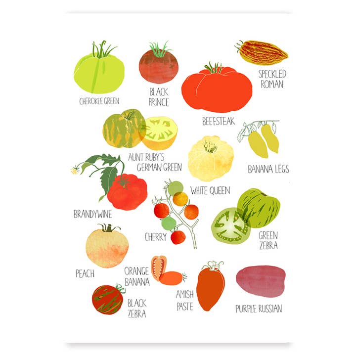 Tomato Art Print for wholesale by Claudia Pearson