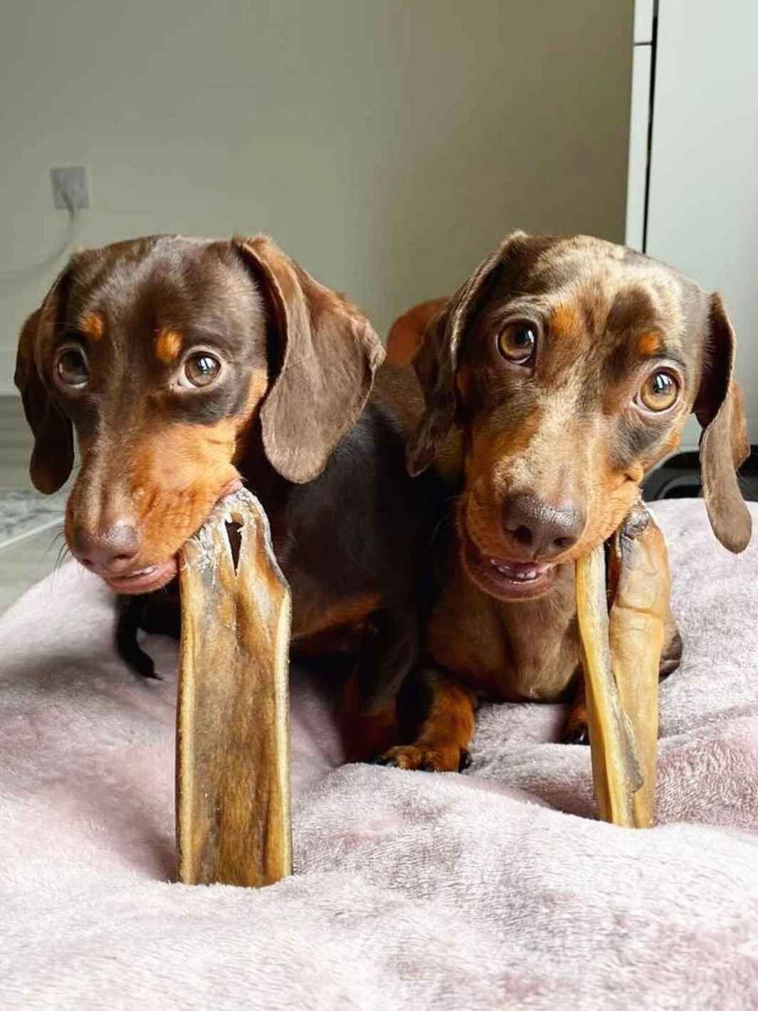 Truffe Délice - Venta al por mayor Chuches - Perros - Piel de jabalí para perros1