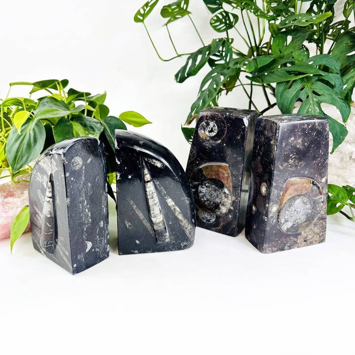 Rock Paradise - Wholesale Bookend - Orthoceras and Ammonite Fossil Bookends