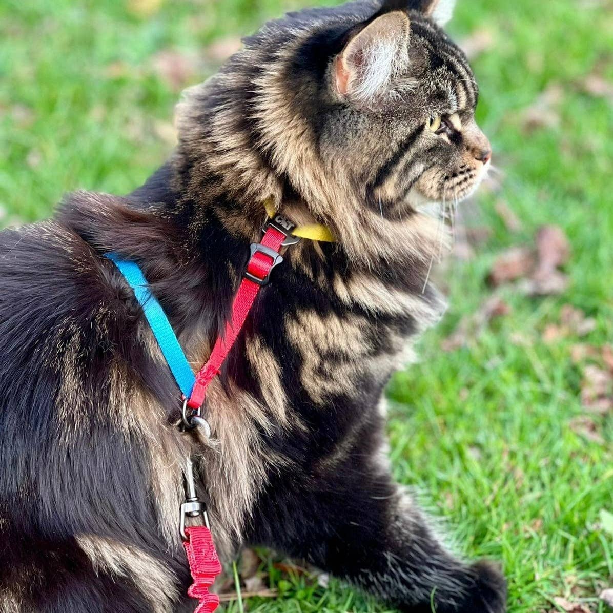 Travel Cat Wholesale - Wholesale Pet Harness - Cat - "The Day Tripper" Adjustable H-Style Cat Harness6