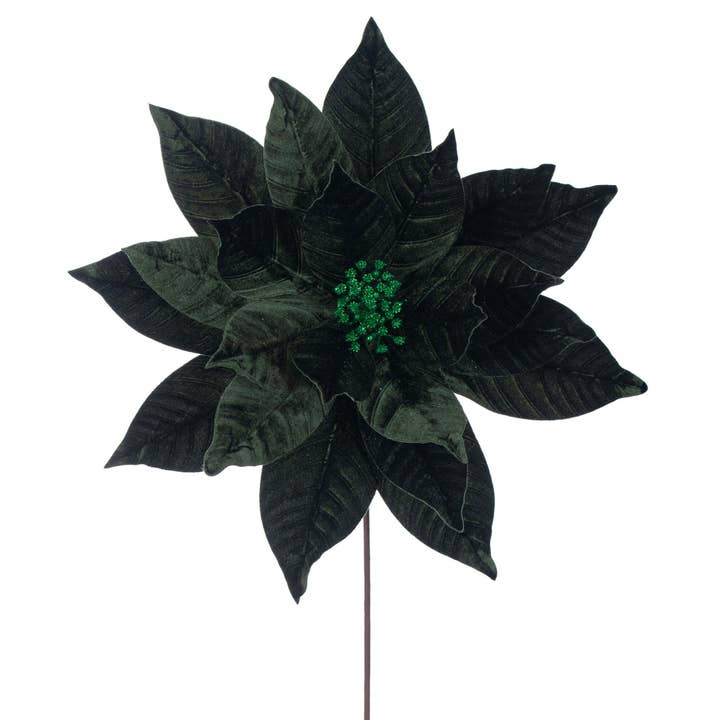 Poinsettia vert Vickerman, fleur de 18 po, 21,5 po, 2/sac pour la vente par Vickerman