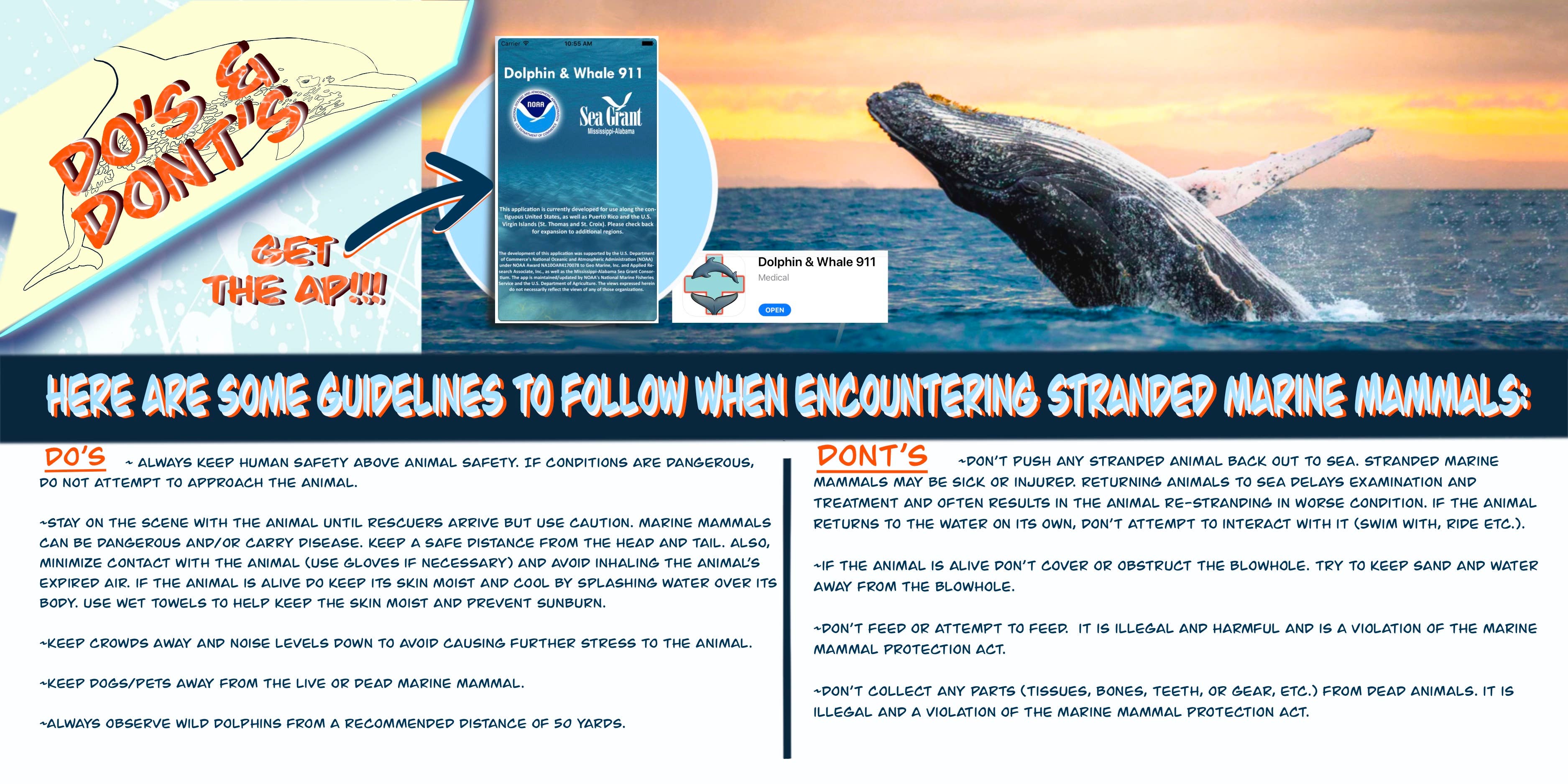 Love Kathleen Productions – Engroshandel Malebog - Børn og baby – Coloring Passport Dolphin Edition 1 Alder 5-12516