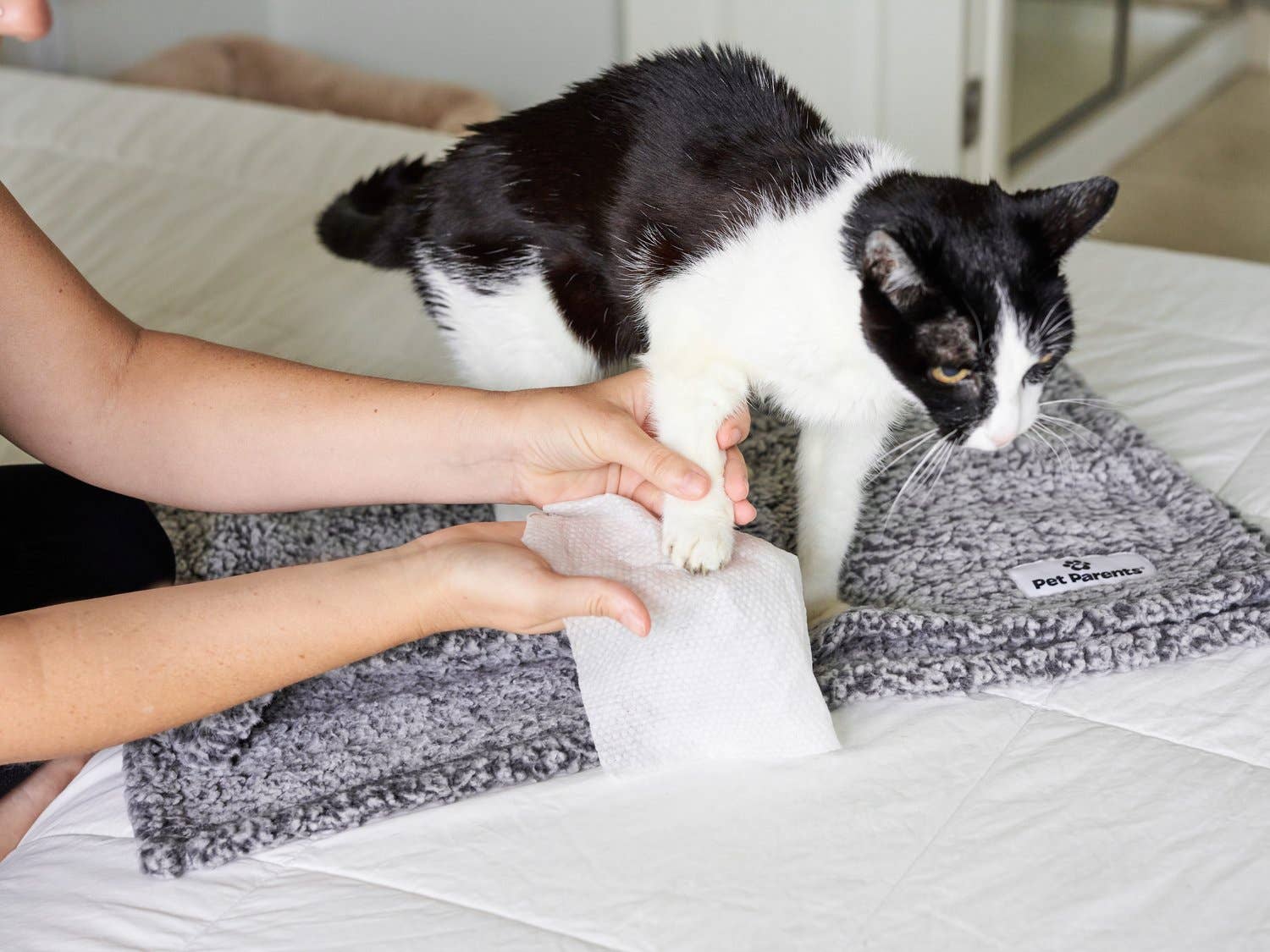 Pet Parents® - Wholesale Pet Grooming Aid - Dog - Pet WiPees™ Cat All Purpose Cat Wipes, 100ct6