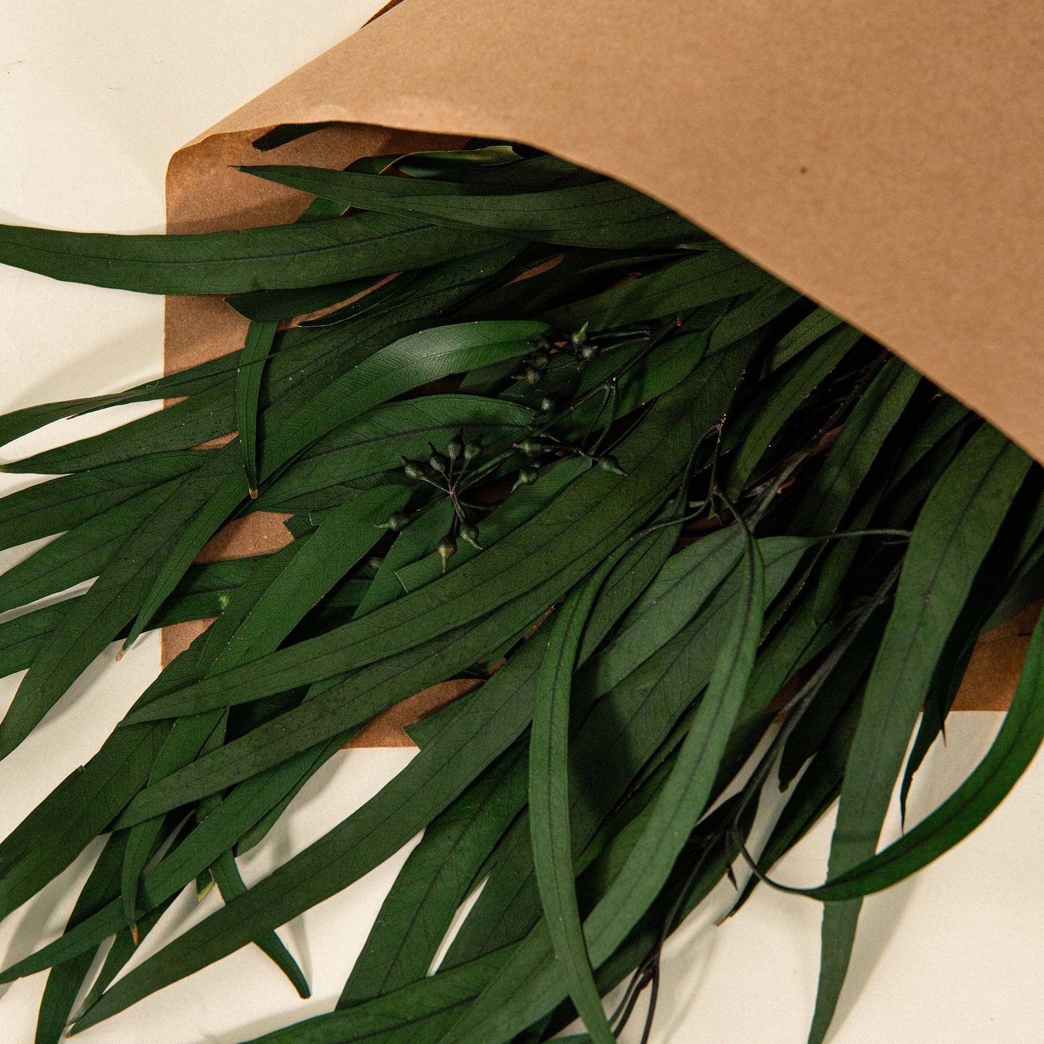 Sola Wood Flowers - Wholesale Dried/Pressed Flowers - Preserved Greenery Bouquets Green Willow Eucalyptus1