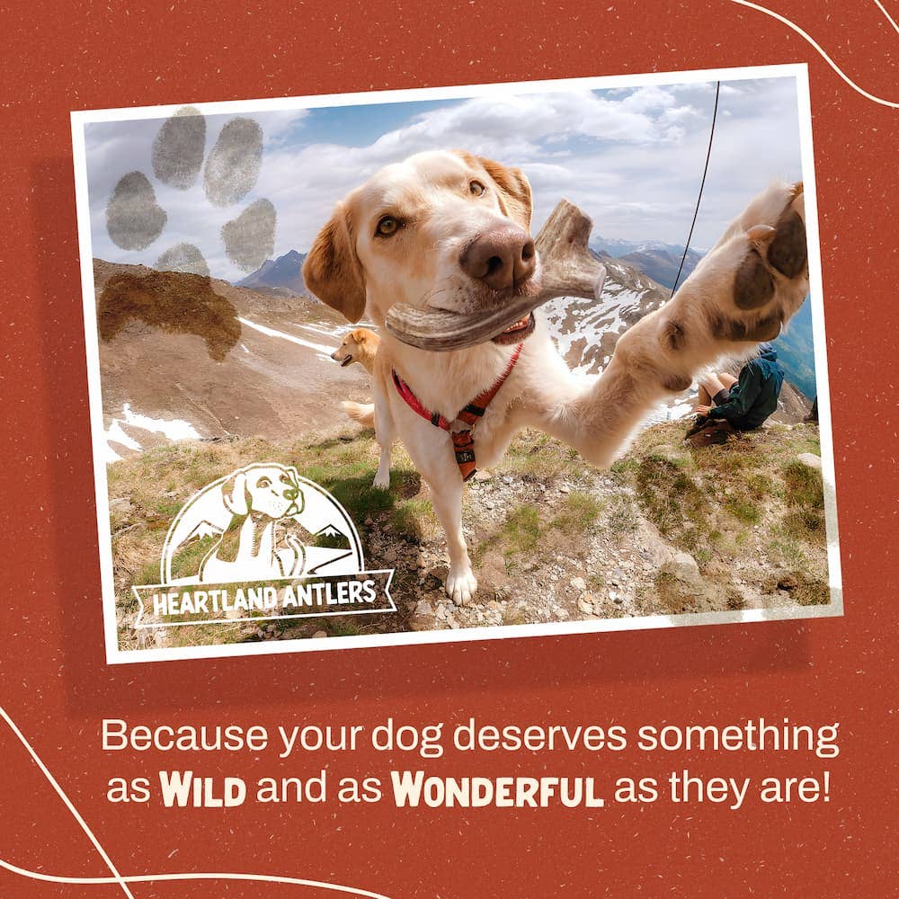 Heartland Antlers - Wholesale Pet Chew Toy - Dog - Deer Antler Chew - Extra Large (65-85 lbs)7