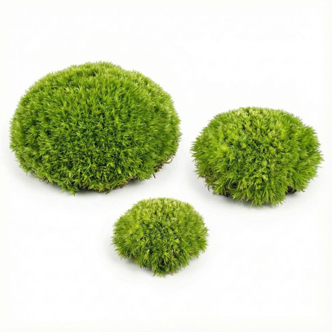 Moss & Stone Gardens - Wholesale Terrarium - Cushion Moss for Terrariums1