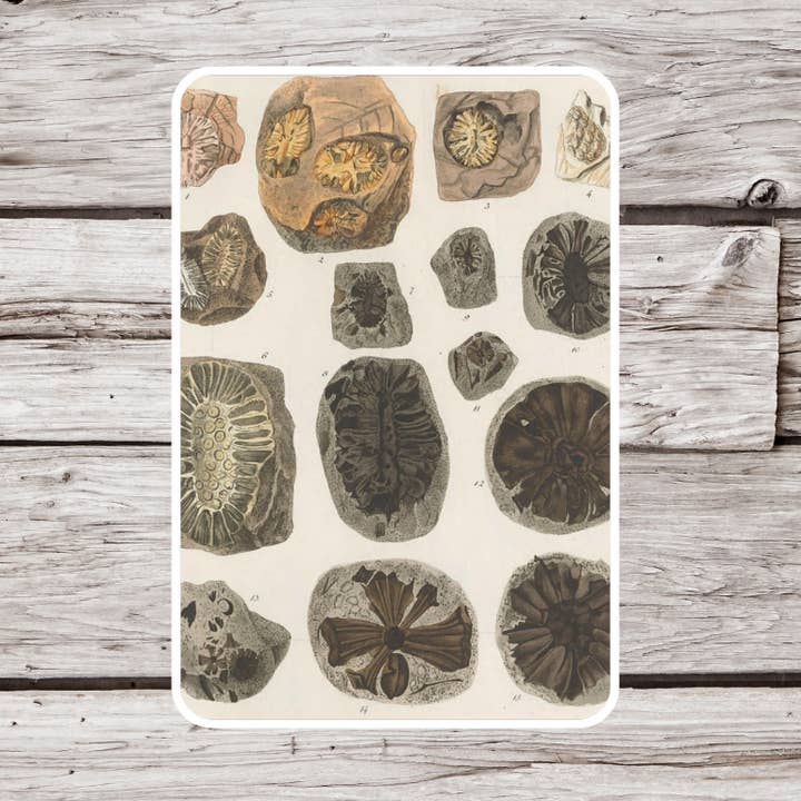 Fossil Sticker, Natural History Sticker, Science Sticker for wholesale by NatureCuts