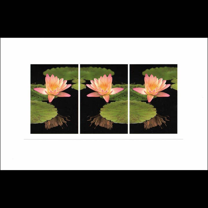 Wild Horizons Productions - Wholesale Stationery/Notecard Set - Notecard +Envelope: Tropical Flowers, Water Lily