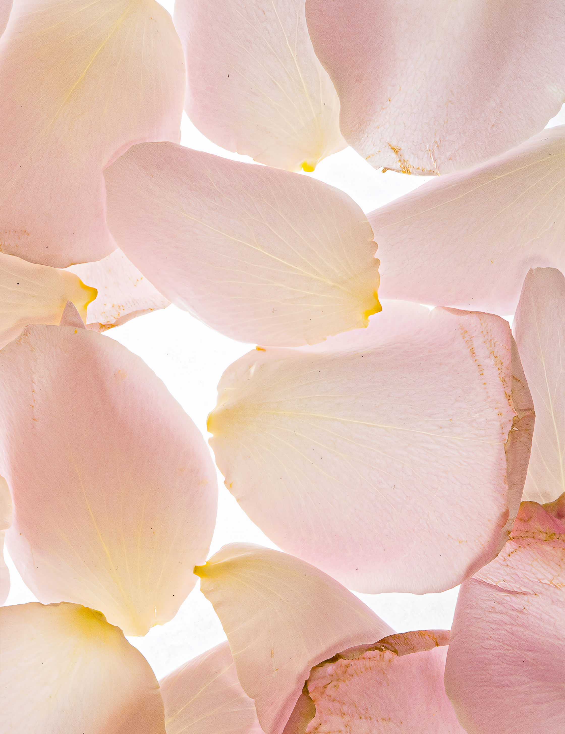 ESAS – wholesale Perfume/eau de toilette – Rosewood Organic Eau de Parfum – Cedarwood & Crimson Rose1