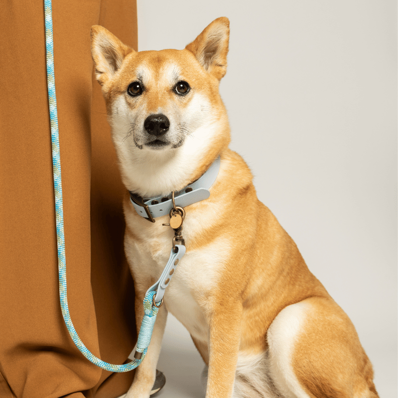 KITSUNE.DOG - Wholesale Pet Collar - Dog - Pastel blue biothane necklace - CIEL2