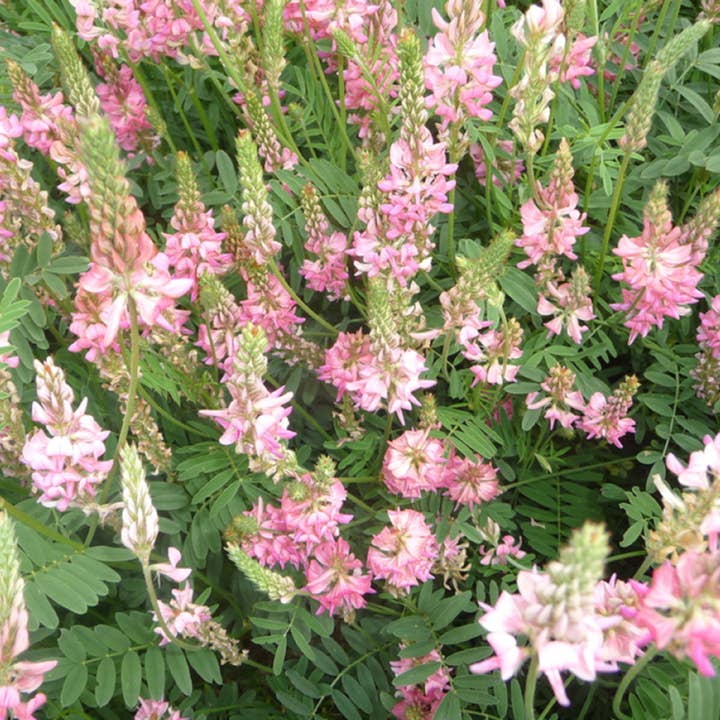 Zayti L.T.D.M - Venta al por mayor Miel - Miel Rosa de Escaramujo de Rusia 100% natural - tarro de