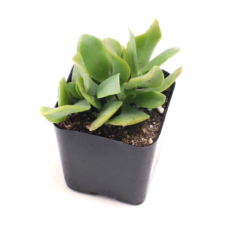 Mountain Crest Gardens - Wholesale Succulent - Crassula & Jade 12-Pack (6 Varieties, 2in Pots)4