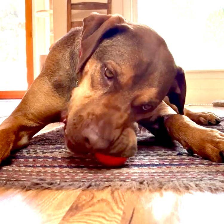 SodaPup Dog Toys - Wholesale Pet Chew Toy - Dog - Squeak Ball Ultra Durable PUP-X Squeaking, Chewing, Floating & Retrieving Ball3