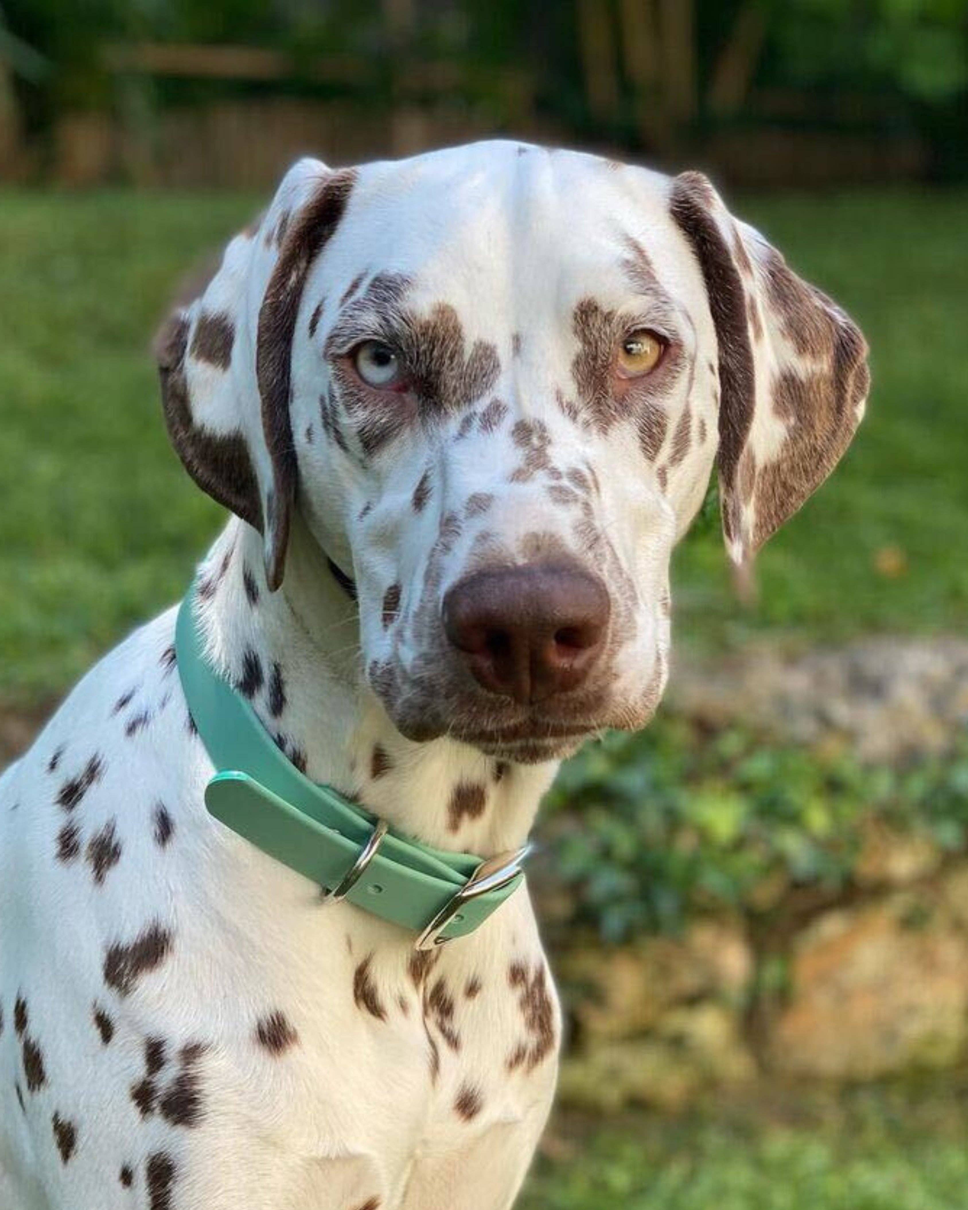 Ploouf Dogs - Wholesale Pet Collar - Dog - Lagoon green “soft touch” dog collar3