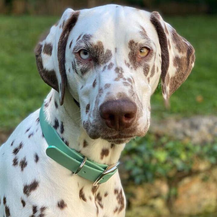 Ploouf Dogs - Wholesale Pet Collar - Dog - Lagoon green “soft touch” dog collar3