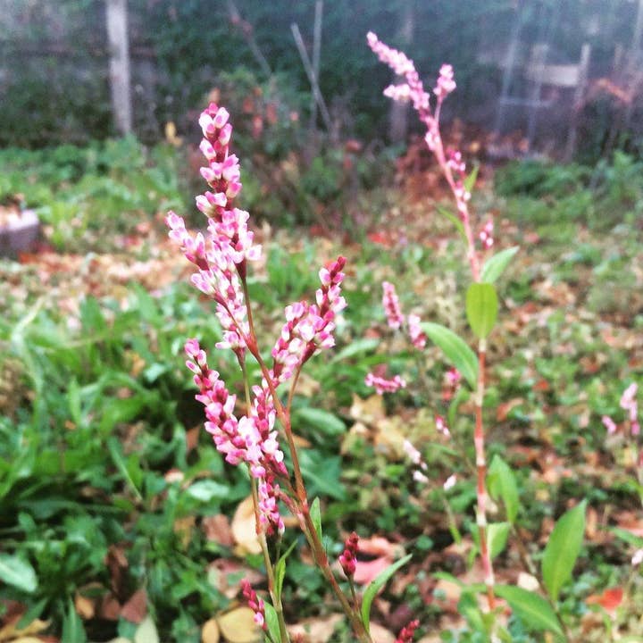 Henna Cosmetics Cypri - Wholesale Hair Dye - Indigo Powder For Hair Dye, Black, Coloring, For Use With Pure Henna 100% Organic | 100 Grams/ (3.57 ounces) | Henna Cosmetics2