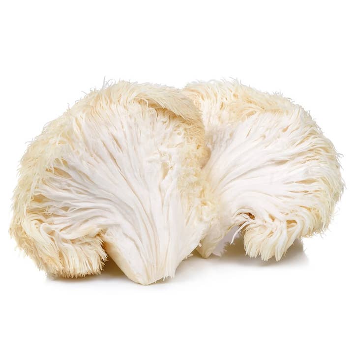 Lion's Mane Mushroom Powder for wholesale by Mushröm