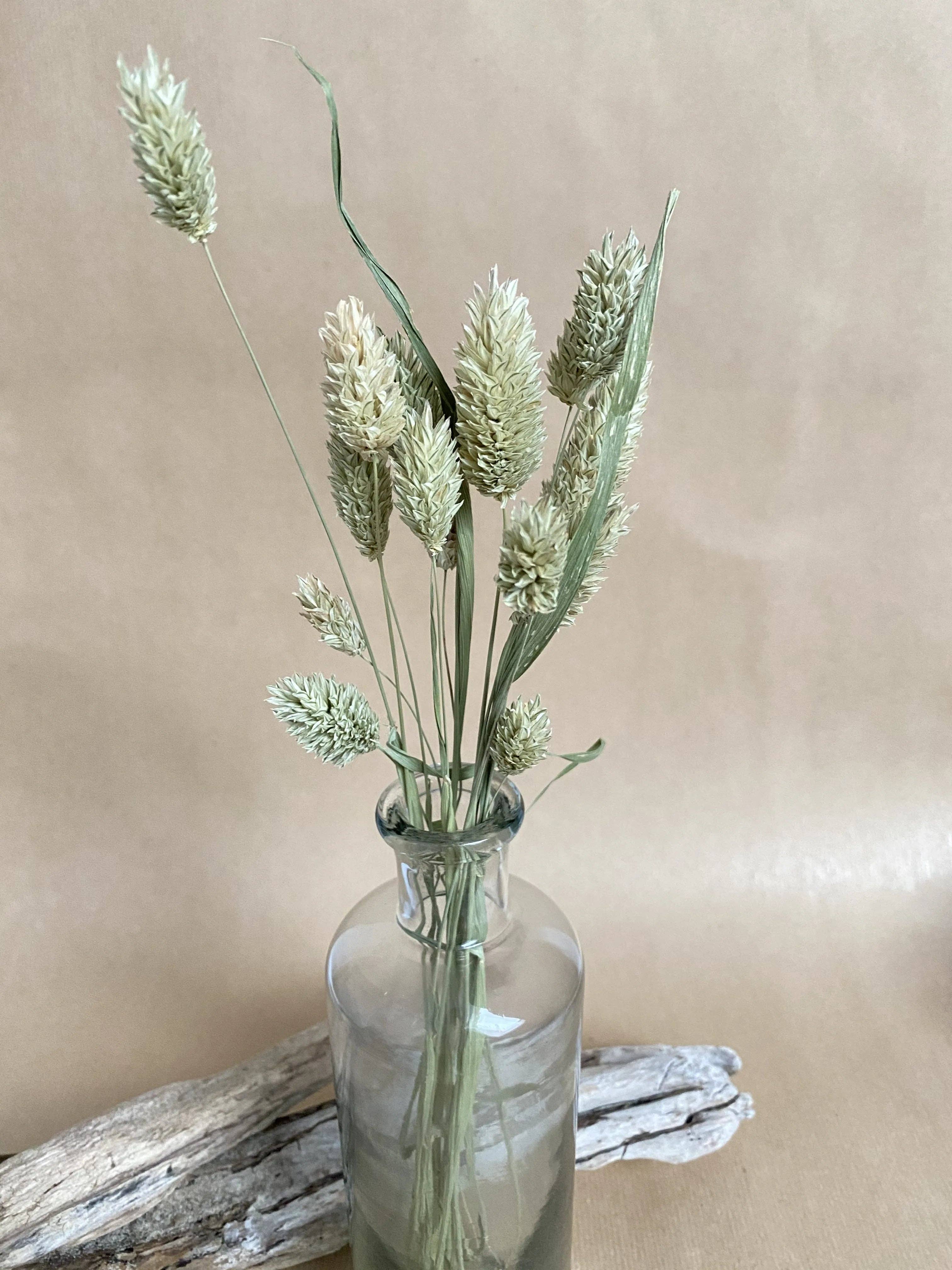 Florir - Wholesale Dried/Pressed Flowers - Green dried flowers, Phalaris2