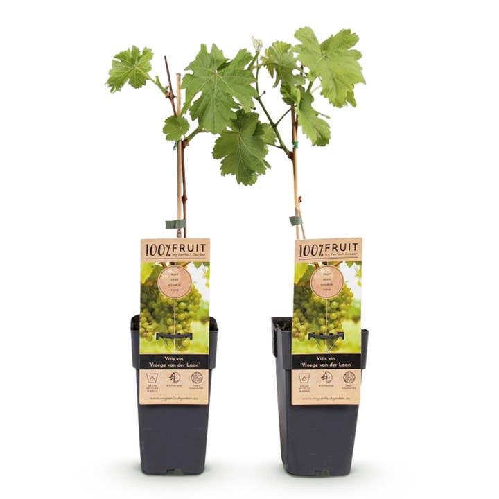 Oasis of Life - Wholesale Live plant - Grape vine Vitis vinifera Frühzeit von der Laan – White grape – 2 plants – Fruit plant – 15cm – Height 50cm1