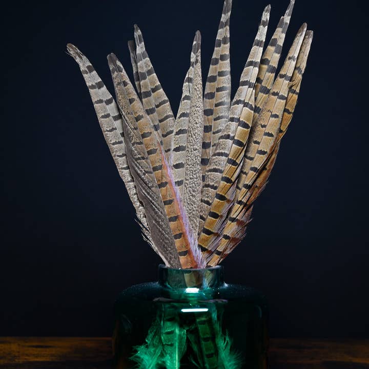 Plumes Naturelles - Vente Fleur séchée/pressée - Plumes de faisan de colchide