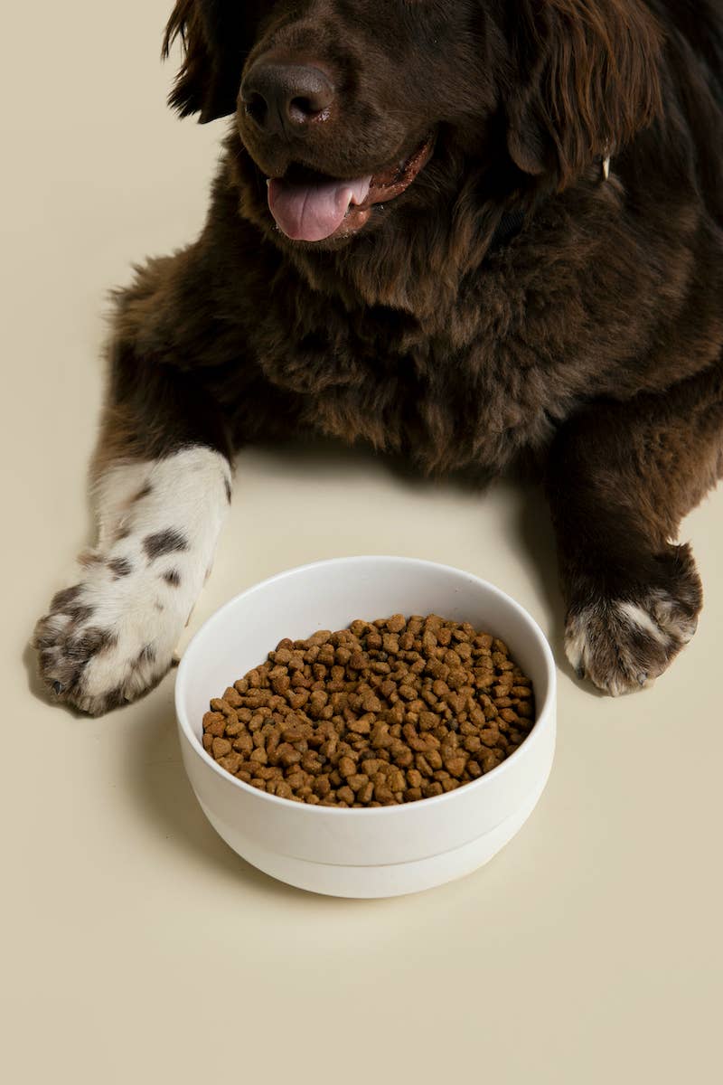 Waggo - Wholesale Pet Bowl - Cat/Dog - Cling Dog Bowl3