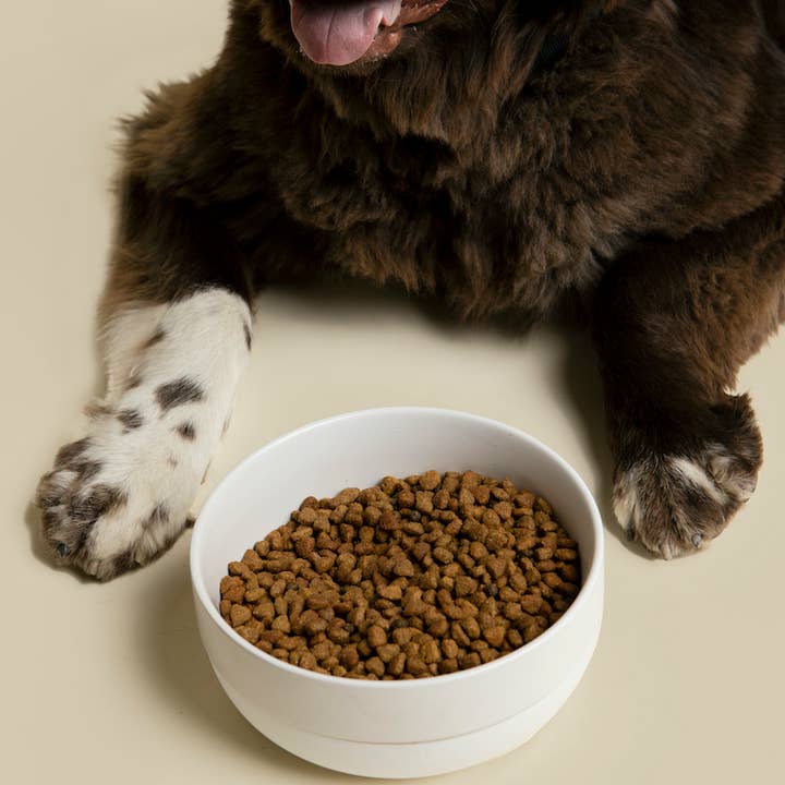 Waggo - Wholesale Pet Bowl - Cat/Dog - Cling Dog Bowl3