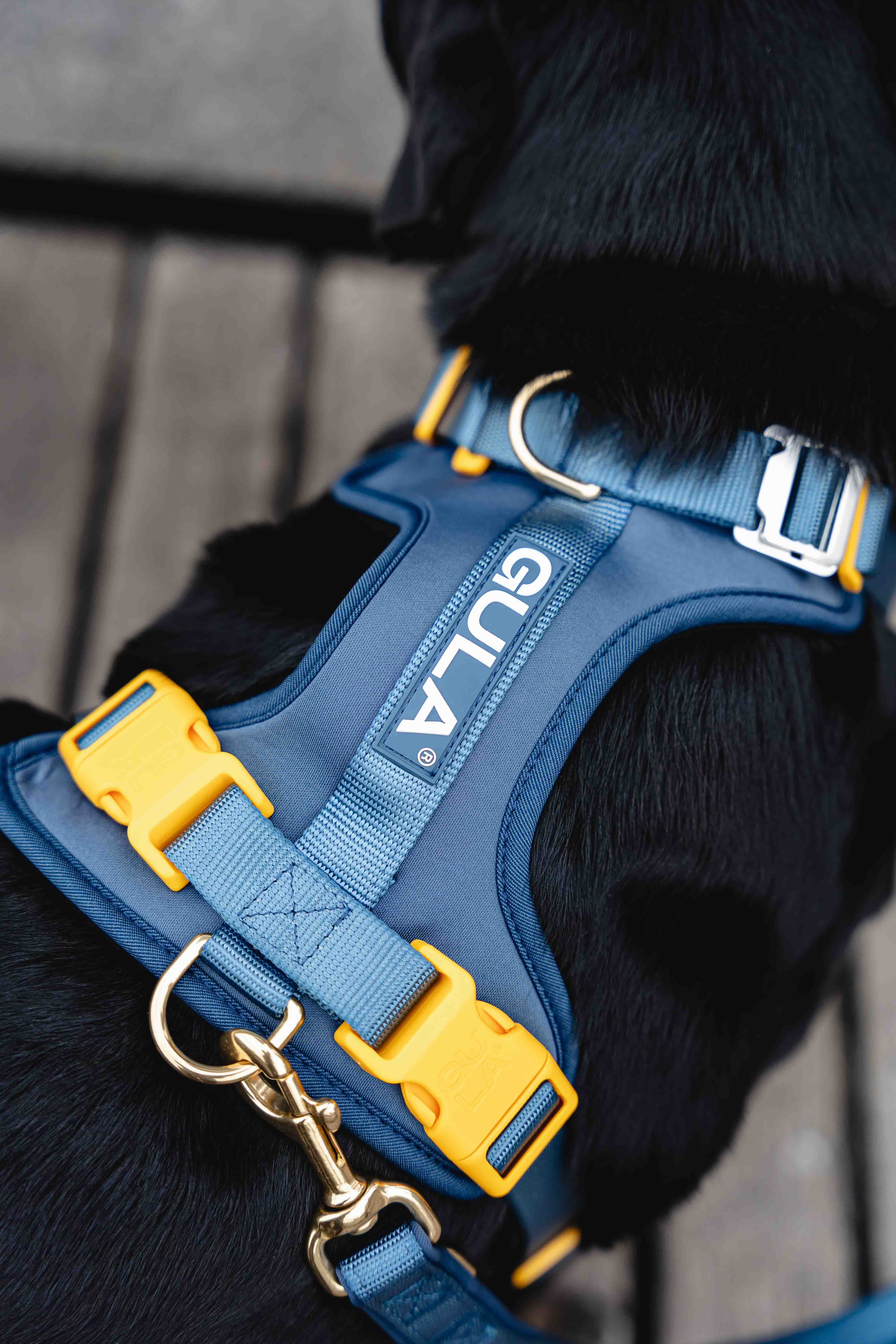GULA DOG CARE – Großhandel Haustiergeschirr – Hund – Hundegeschirr NEU - Blau & Gelb8