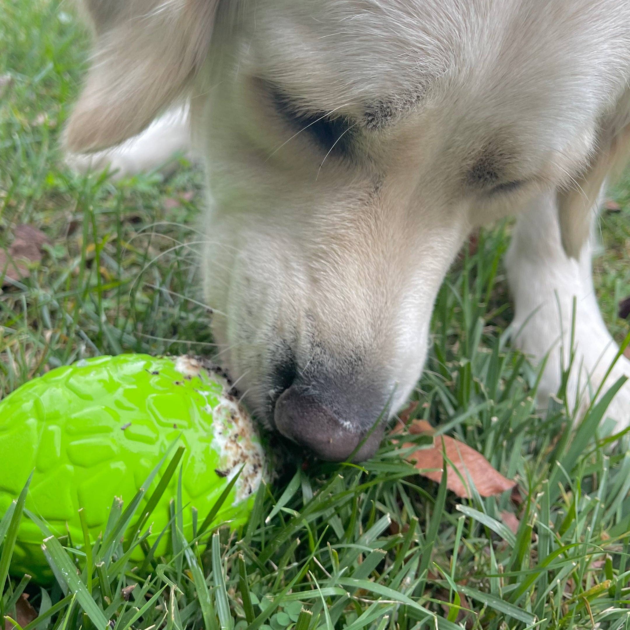 Green Dinosaur Egg - Chew and Enrichment Toy for wholesale on Faire2