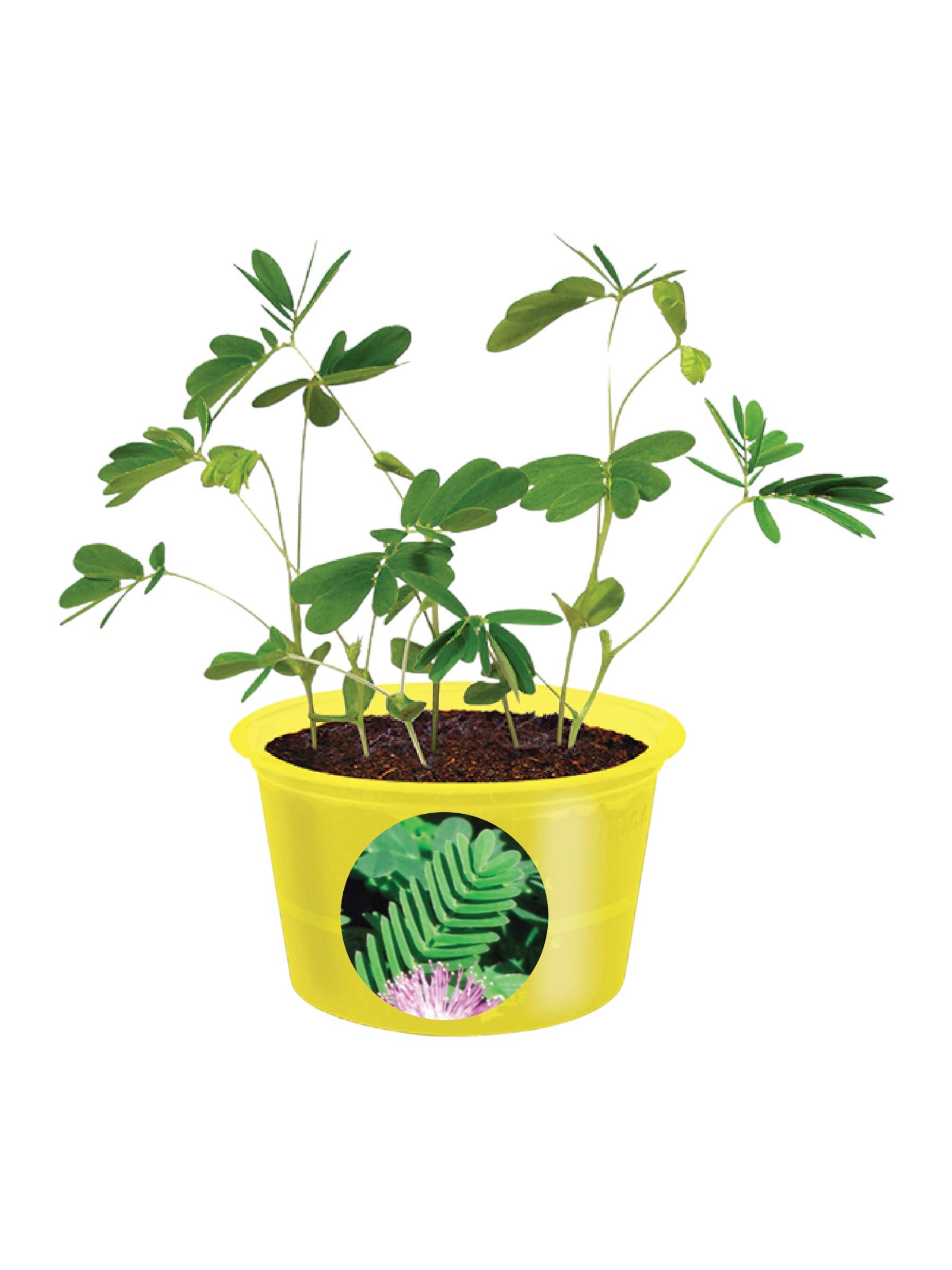 Silver Circle Products - Wholesale Plant Seeds - Eco Seed Sprouts - Michele The Mover0