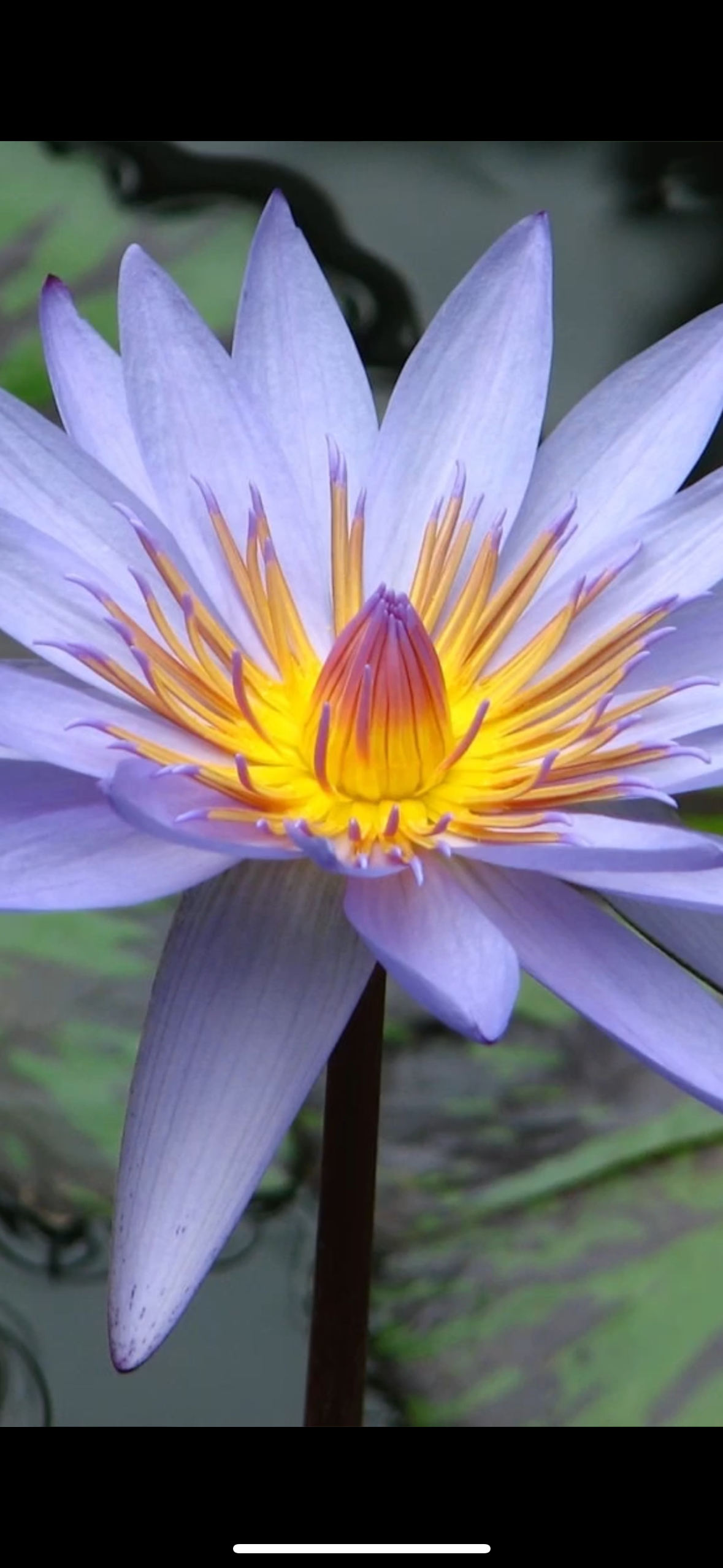 Blue Lily Healing - Wholesale Bad/lichaamsolie - Blue Lily (Blauwe Lotus) intention olie5