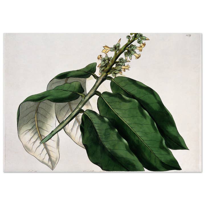 Flores verdes e amarelas por atacado de Maison de Paloma