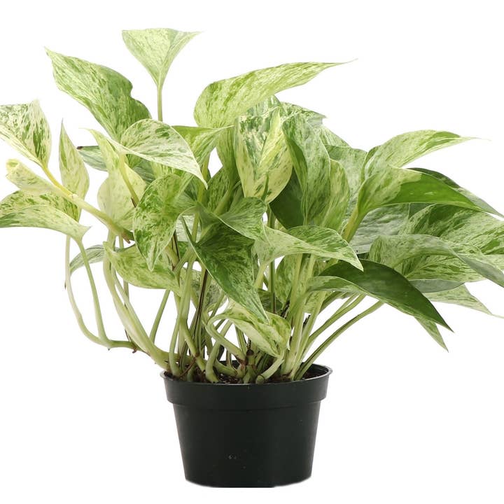Thorsen's Greenhouse - Wholesale Live Plant - Marble Queen Pothos Plant - Live Plant
