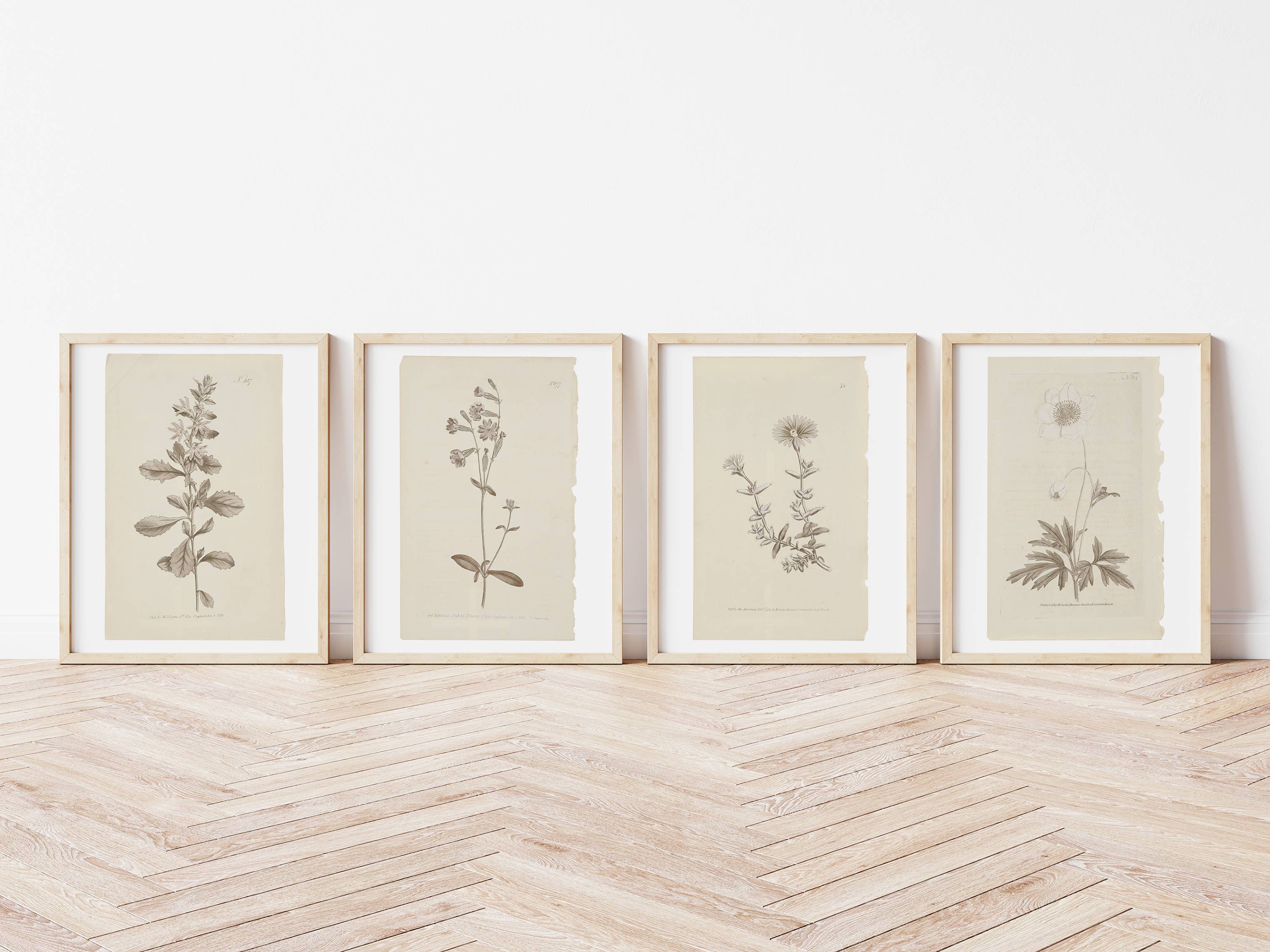 Sandstone & Sage - Wholesale Gallery Wall Set - Wall Art Botanical Plant Prints, Set of 4, UNFRAMED, 2 Sizes1