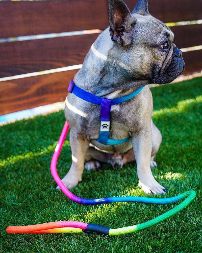 PAWZ - Wholesale Pet Harness - Dog - Rainbow Dog Harness & Matching Rope Leash2