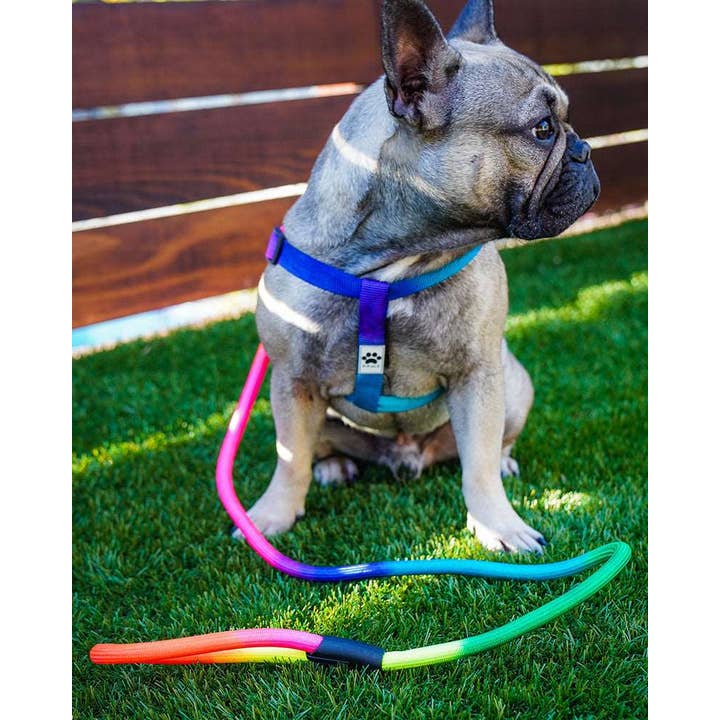 PAWZ - Wholesale Pet Harness - Dog - Rainbow Dog Harness & Matching Rope Leash2