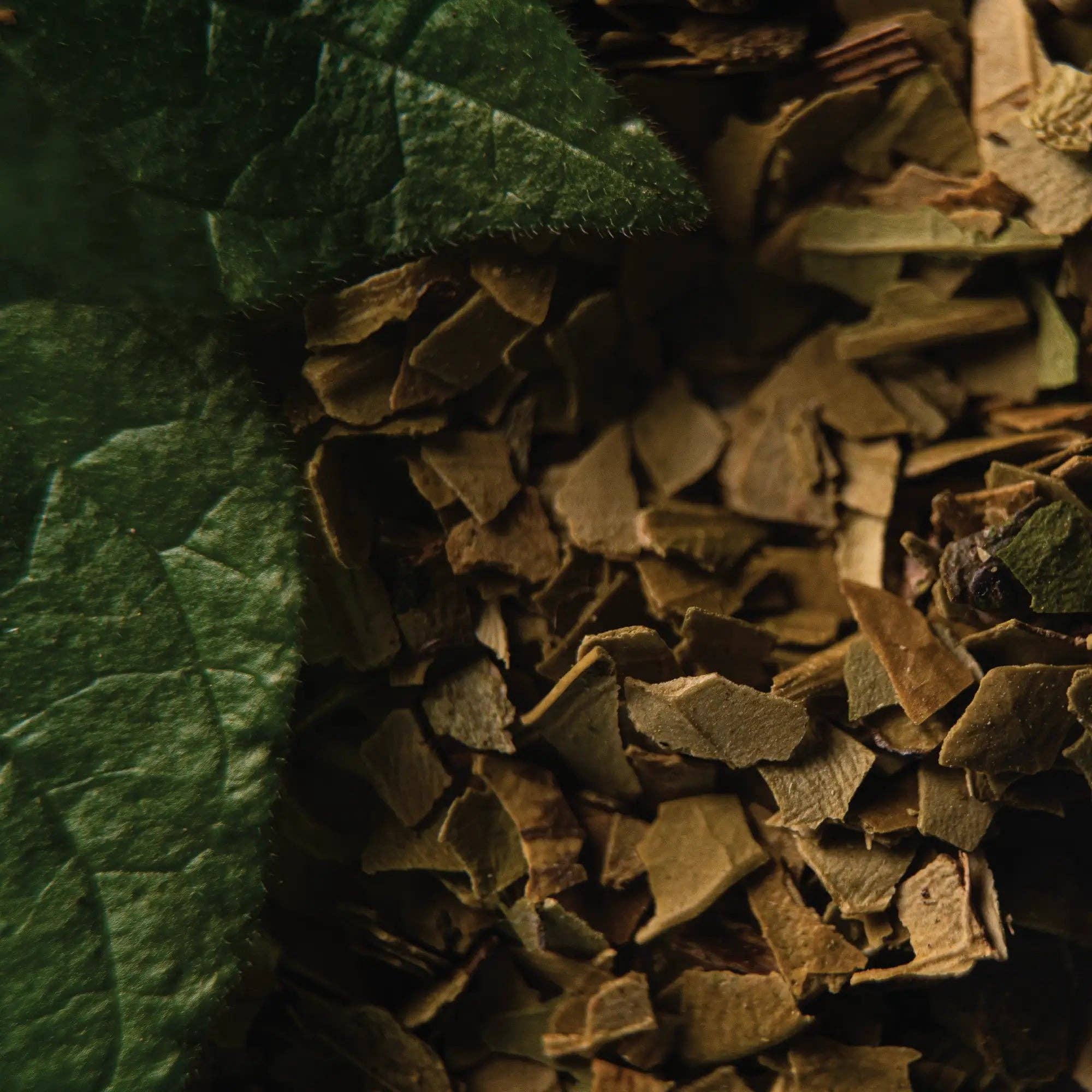 Veegreen - Wholesale Health/Detox Tea - Organic Mint Maté - Infusion1