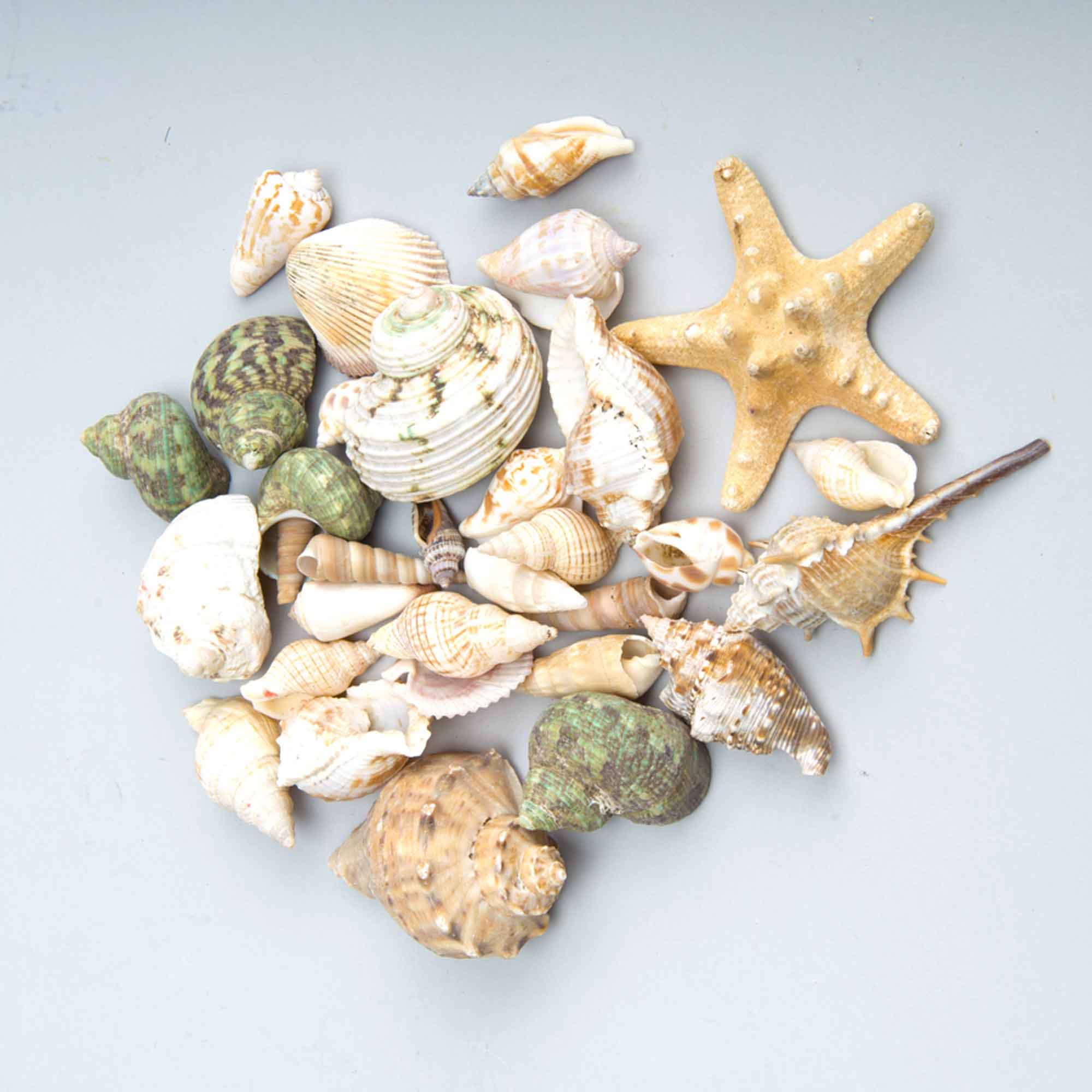 Portofino International Trading, USA - Wholesale Decorative Tabletop Object - Assorted Seashells - 10.5 Ounces Bag1
