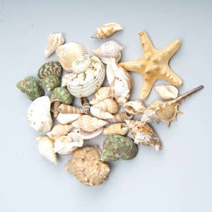 Wholesale Seashell Dish - White - Coastal Inspired for your store - Faire