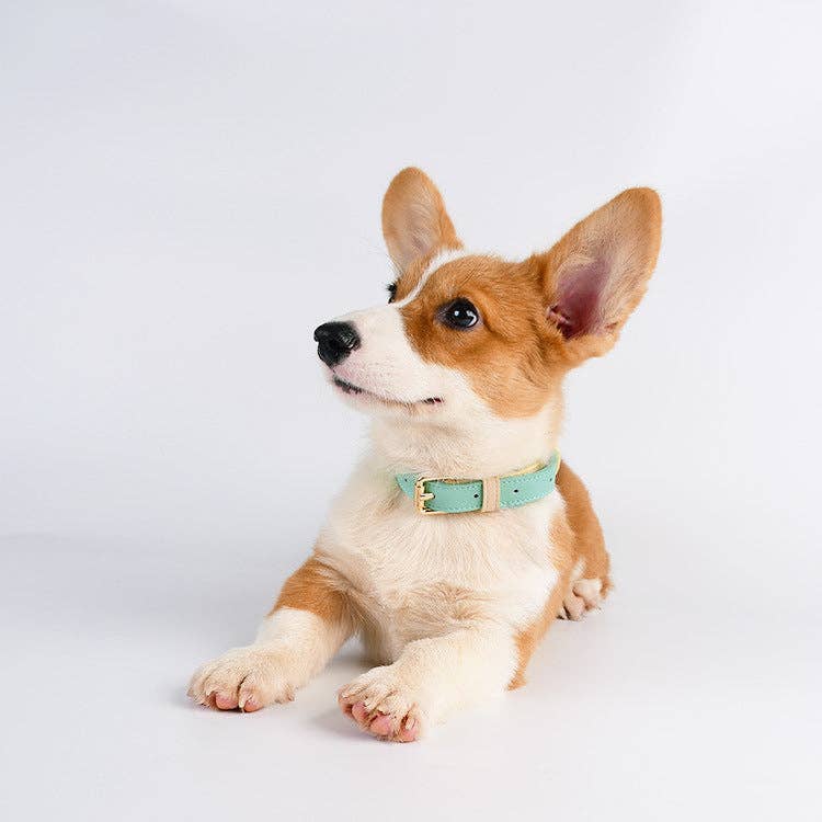 Cheerhunting - Wholesale Pet collar – Dog - Loofie - Colorful Leather Dog Collar5