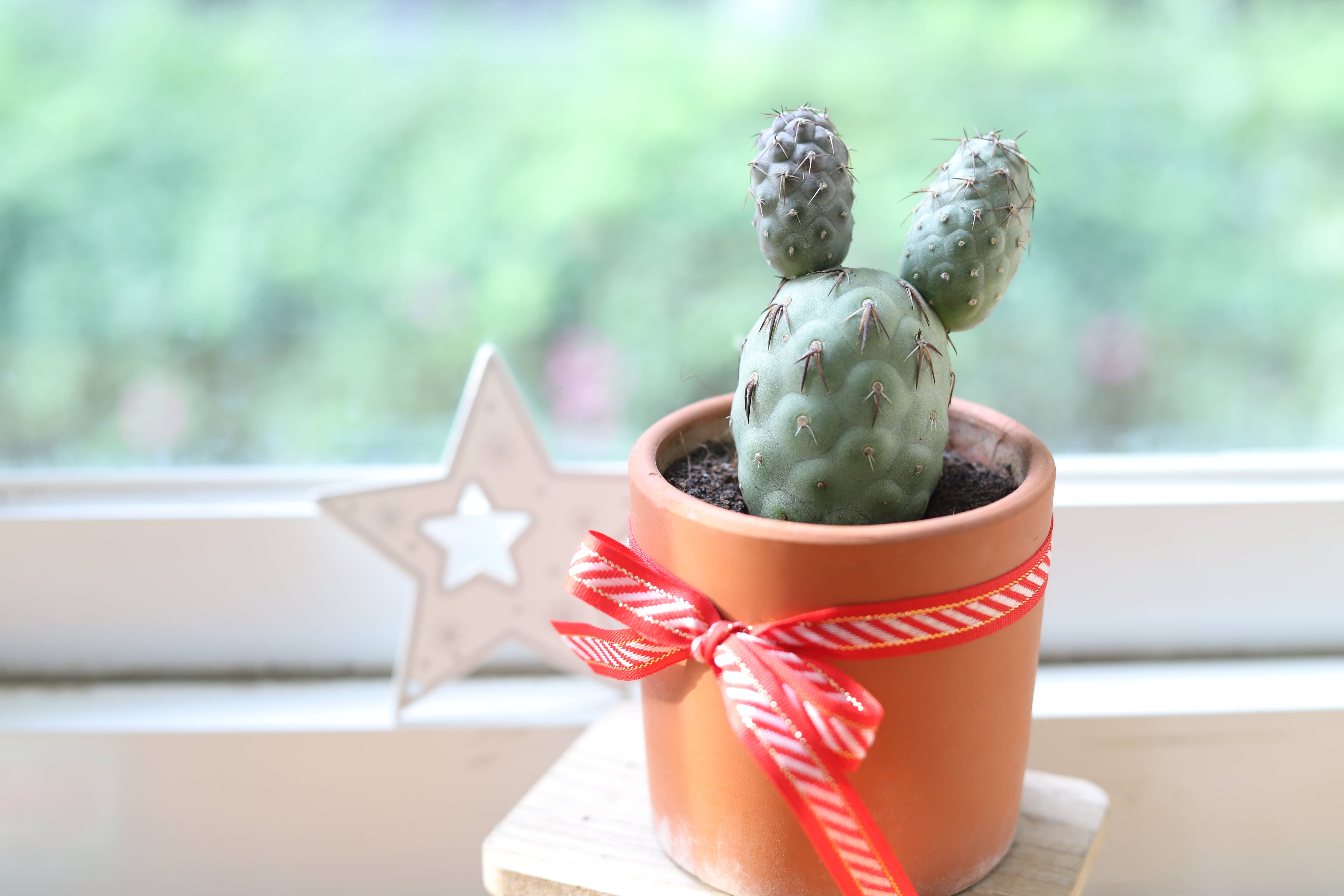 Best Plant Friend - Wholesale Succulent - SUPER RARE Tephrocactus Geometricus 4" Holiday Cactus7