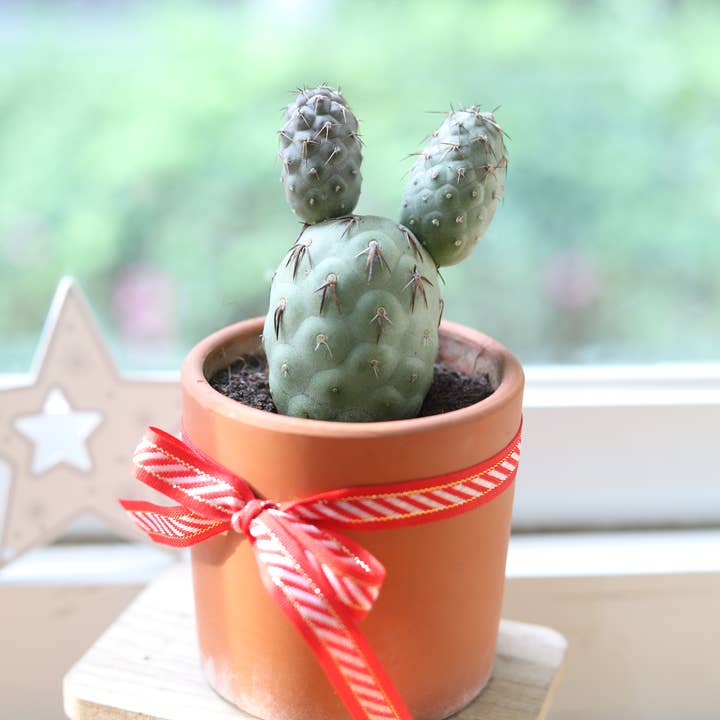 Best Plant Friend - Wholesale Succulent - SUPER RARE Tephrocactus Geometricus 4" Holiday Cactus7